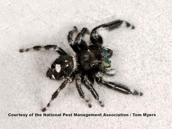 Jumping Spiders Do They Bite Are They Poisonous Images