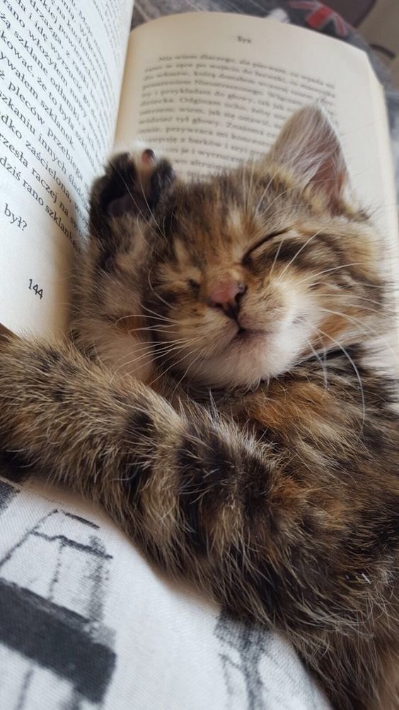 Just Photos Of Adorable Animals With Books (Because The World Is Ugh).