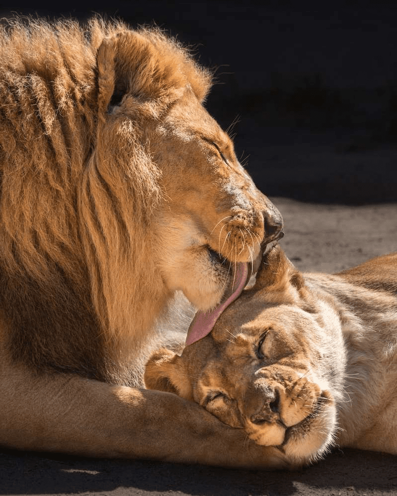L.a. Zoo Mourns 'Inseparable' Lion Couple'S Death: We'Re 'Touched By Their Loyal