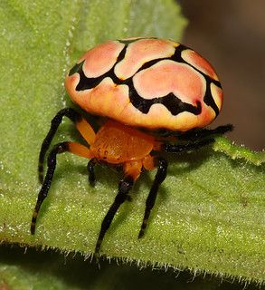 Ladybird Spider Images