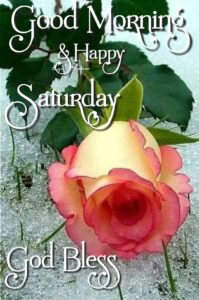 Laying Rose, Good Morning , Happy Saturday HD Wallpaper