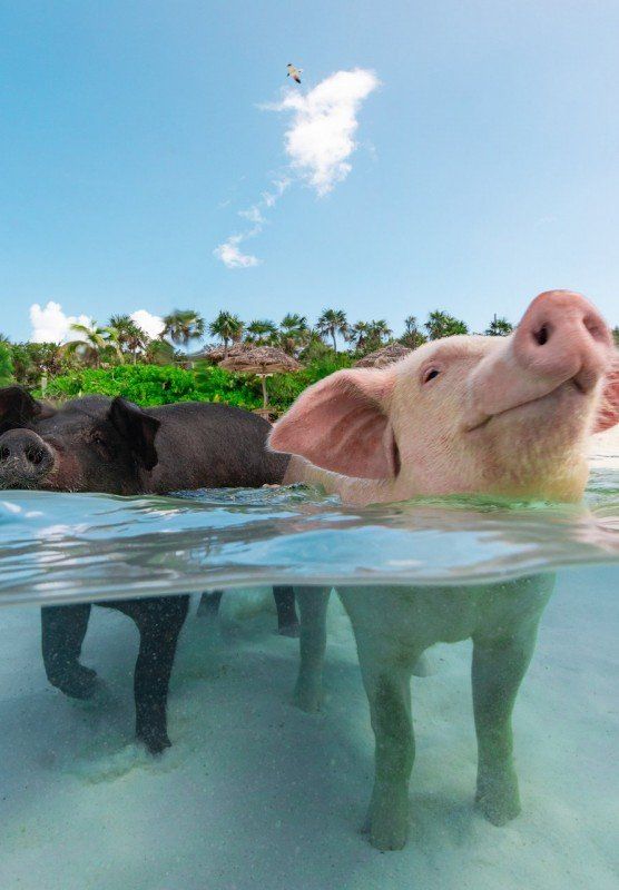 Learn All About The Bahamas' Swimming Pigs