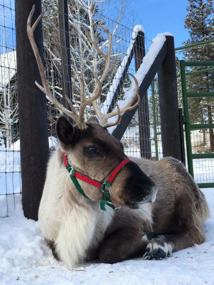 Leavenworth Reindeer Farm - All You Need to Know BEFORE You Go
