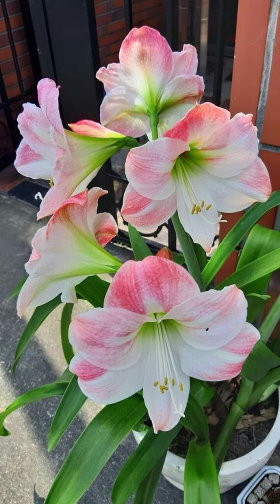 Lilies Growing And Care Images