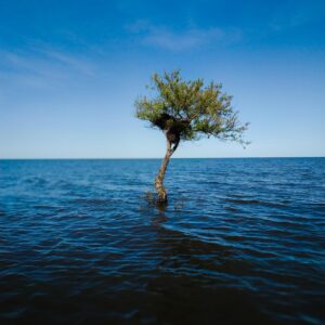 Lone Tree , Brazil, Capilha Beach [OC] [3000×3000] Images