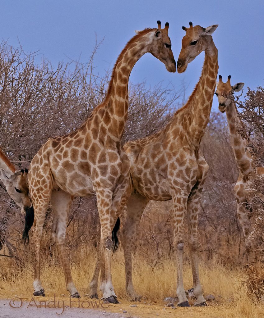 Loveing Giraffes