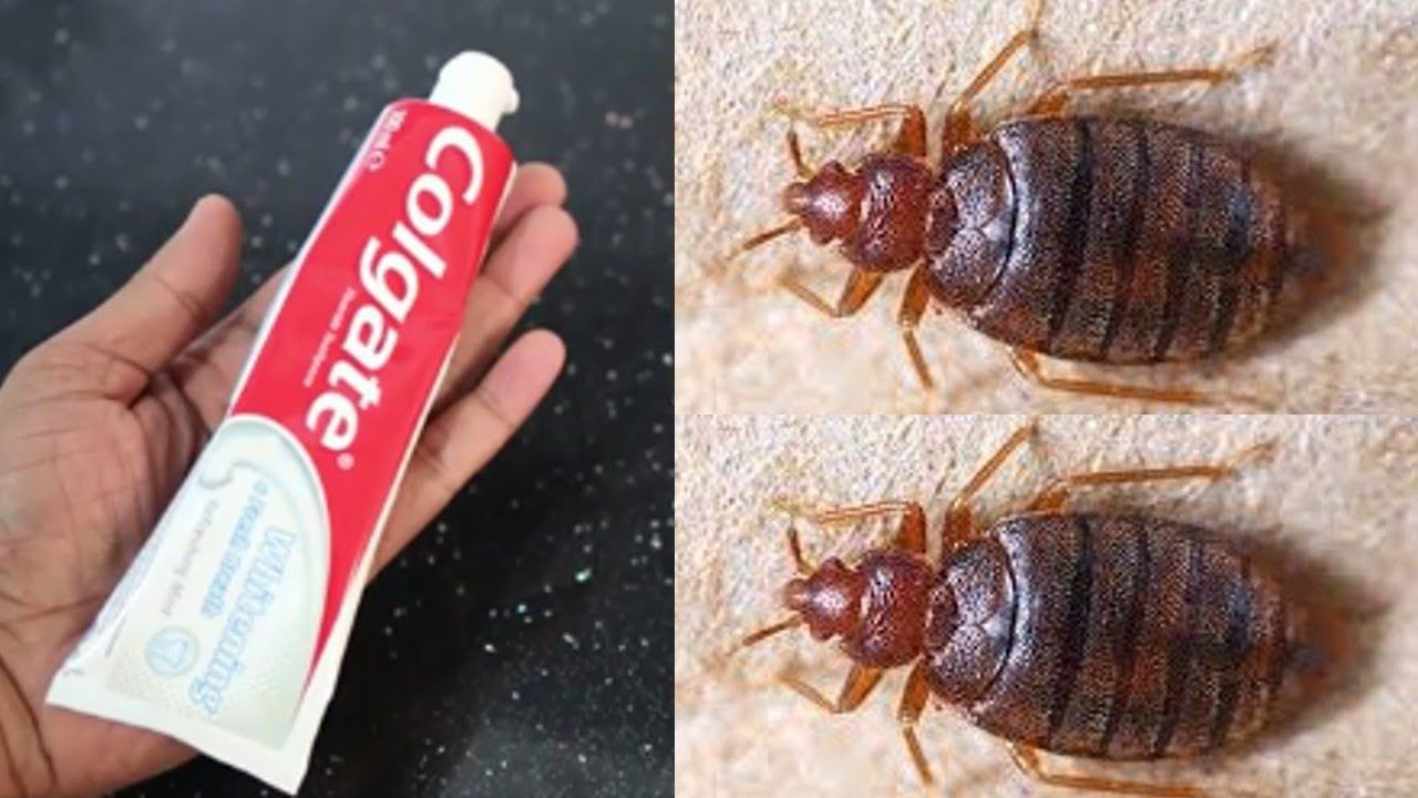 MAGIC INGREDIENT || How To Kill Bed Bugs JUST ONE