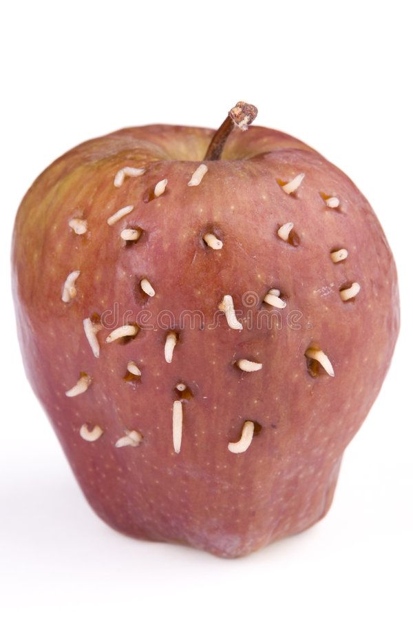 Maggots On Apple Stock Image. Image Of Defect, Pest, Rotten - 5579801