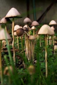 Magic mushrooms for rainbow11 Images