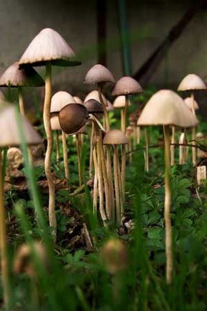 Magic mushrooms for rainbow11