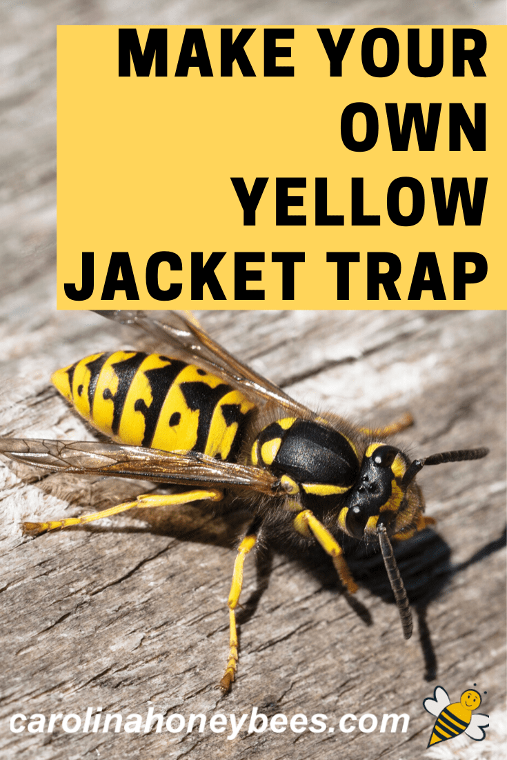 Make Your Own Yellow Jacket Trap