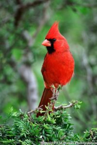 Male Northern Cardinal | R,M,Buquoi ,graphics HD Wallpaper