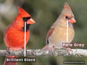 Male VS Female Cardinal: How To Tell Them Apart HD Wallpaper