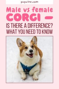 Male Vs Female Corgi , Is There A Difference, What You Need To Know HD Wallpaper