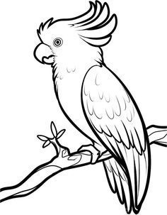 Marvelous Funny Parrot Coloring Page Images