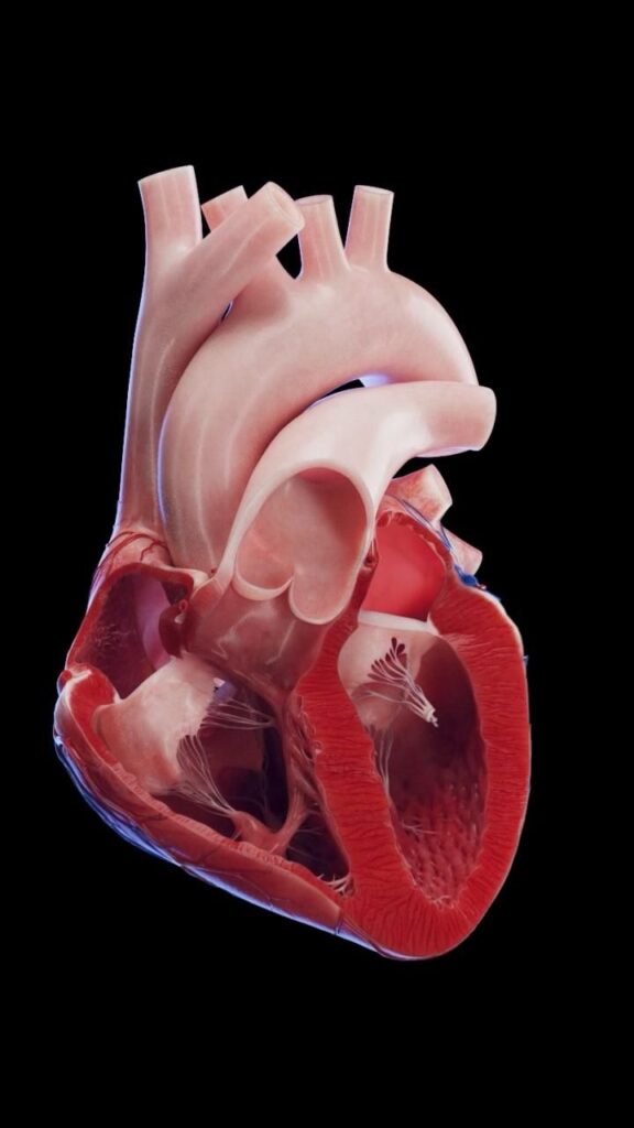 Medically Accurate 3D Heart Model Images