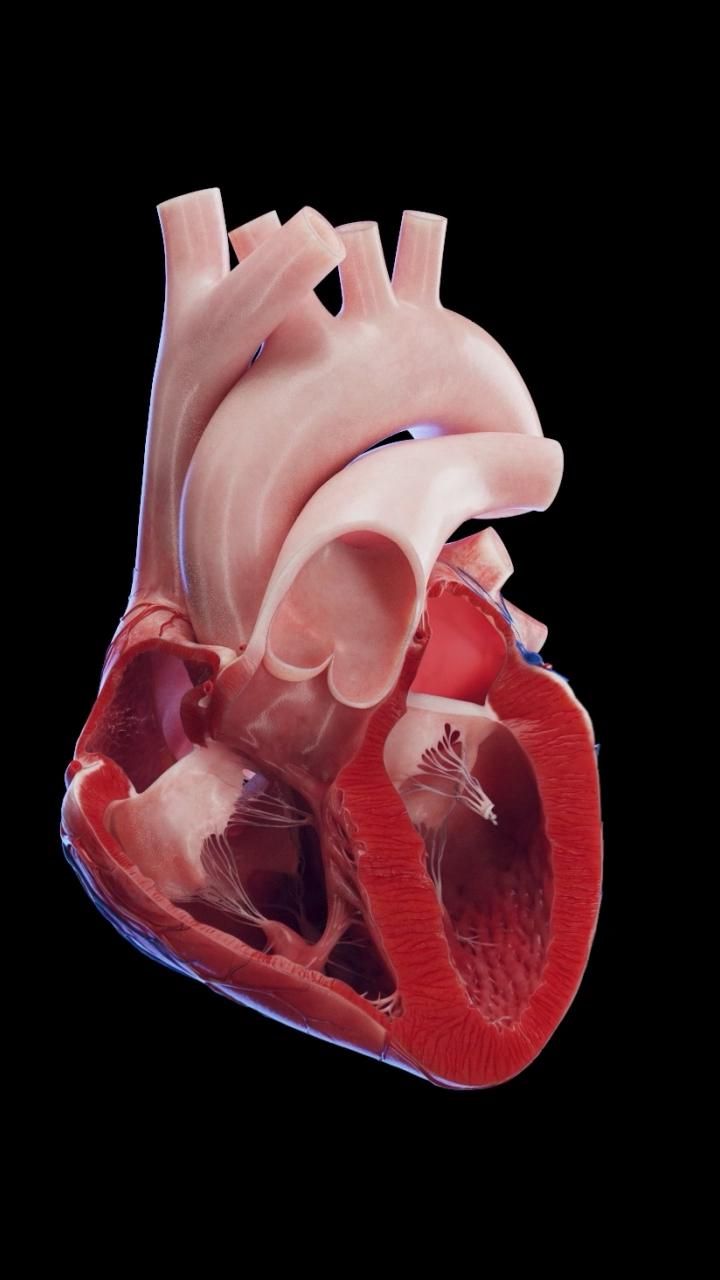 Medically accurate 3d heart model HD Wallpaper