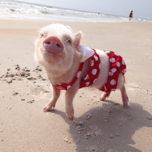 Meet Priscilla: The Prettiest Mini Pig On Instagram HD Wallpaper
