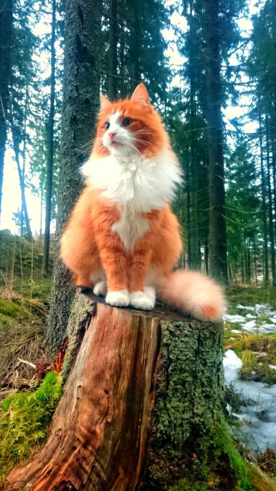 Meet The Glorious Guardian Of The Nordic Forests