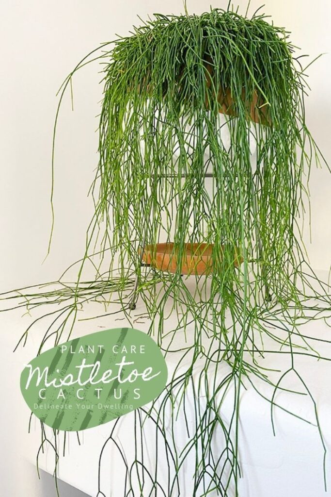 Mistletoe Cactus Care Tips Images