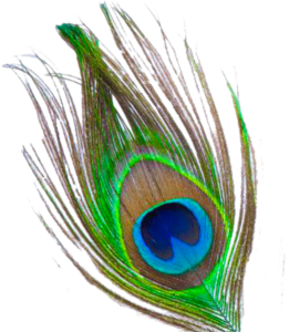 Mor Pankh Clipart , Peacock Feather Png File , (800×897) Png Clipart ,. C Images