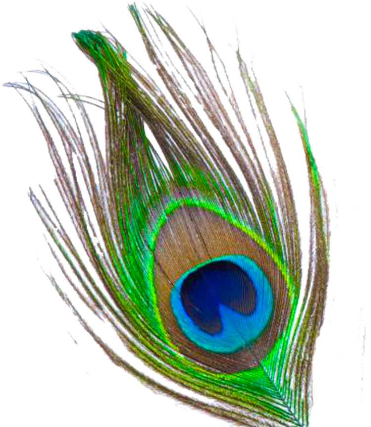 Mor Pankh Clipart Peacock Feather Png File 800X897