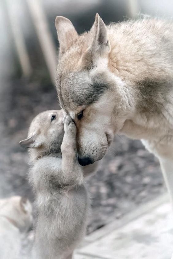 Mother Wolf And Pup