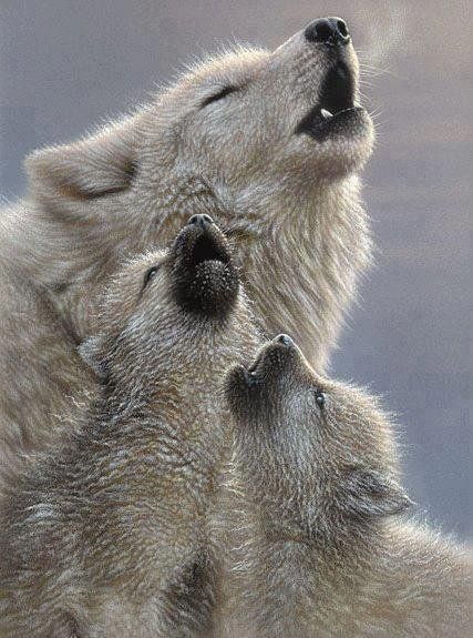 Mother wolf teaching baby wolves how to howl.
