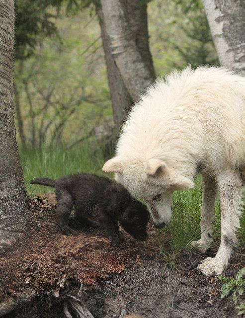 Mother wolf with pup