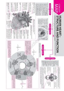 NEET Biology Human Heart Concept Map HD Wallpaper