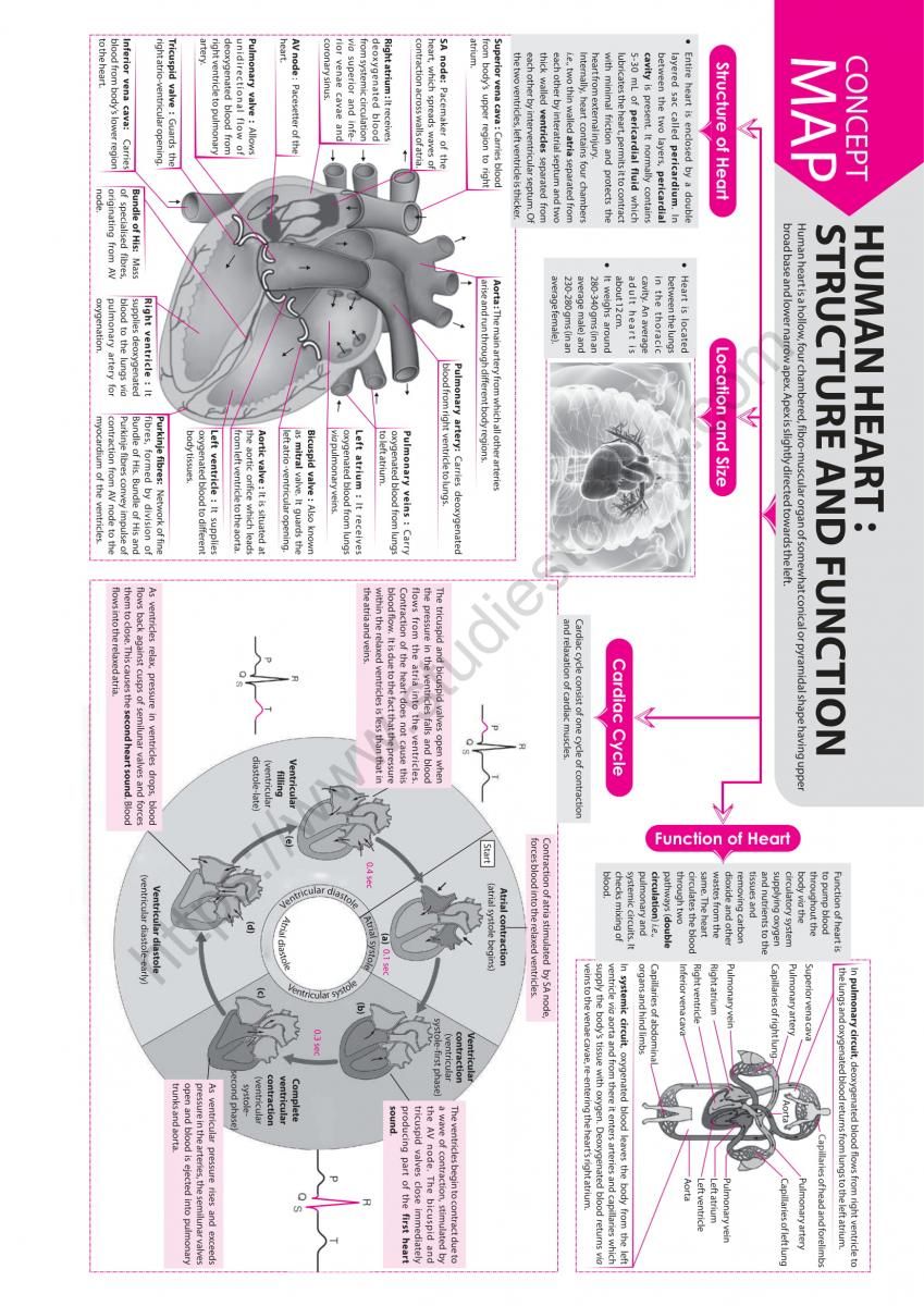 NEET Biology Human Heart Concept Map HD Wallpaper