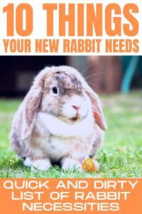 Need to Know What Your New Pet Rabbit Needs, Here’s a List. Images