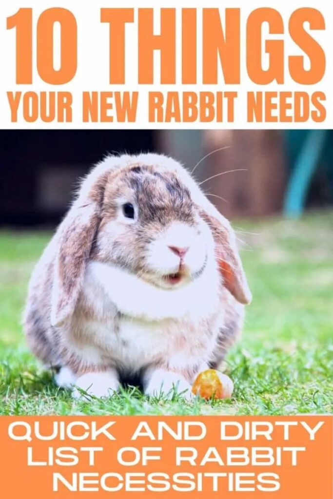 Need To Know What Your New Pet Rabbit Needs Heres