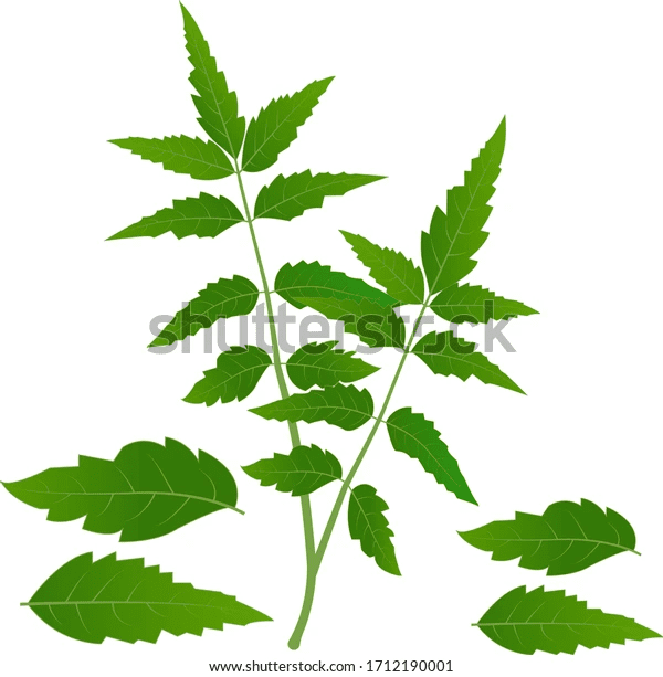 Neem Tree Leaves Vector Illustration Medicinal Stock Vector (Royalty Free) 17121