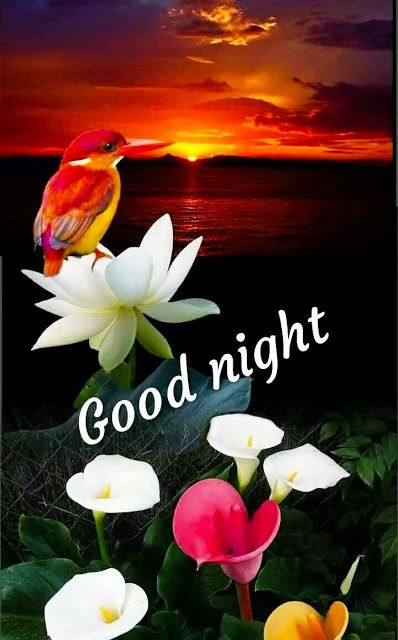 New Good Night Images For Whatsapp || New Good Night Images For Whatsapp || New 