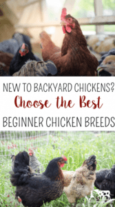 New to Backyard Chickens, Choose the Best Backyard Chickens for Beginners , Refo HD Wallpaper
