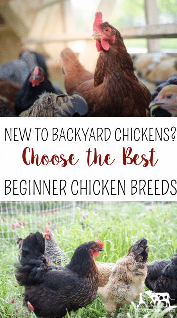 New To Backyard Chickens? Choose The Best Backyard Chickens For Beginners - Refo