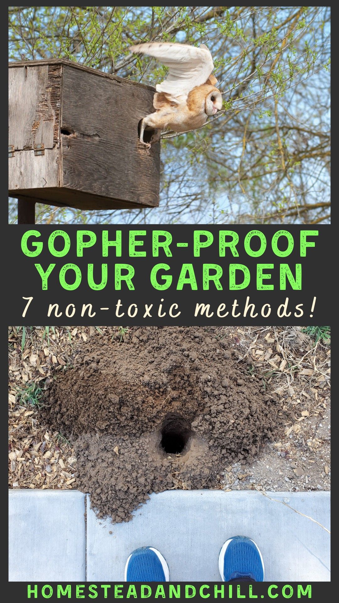Non-Toxic Gopher Control: How to Gopher-Proof Your Garden