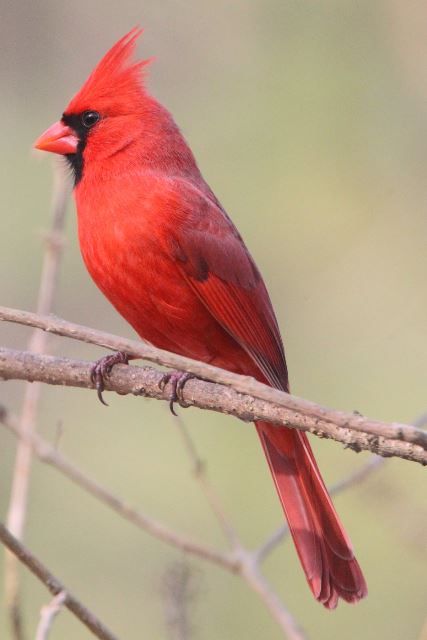 Northern Cardinals Images