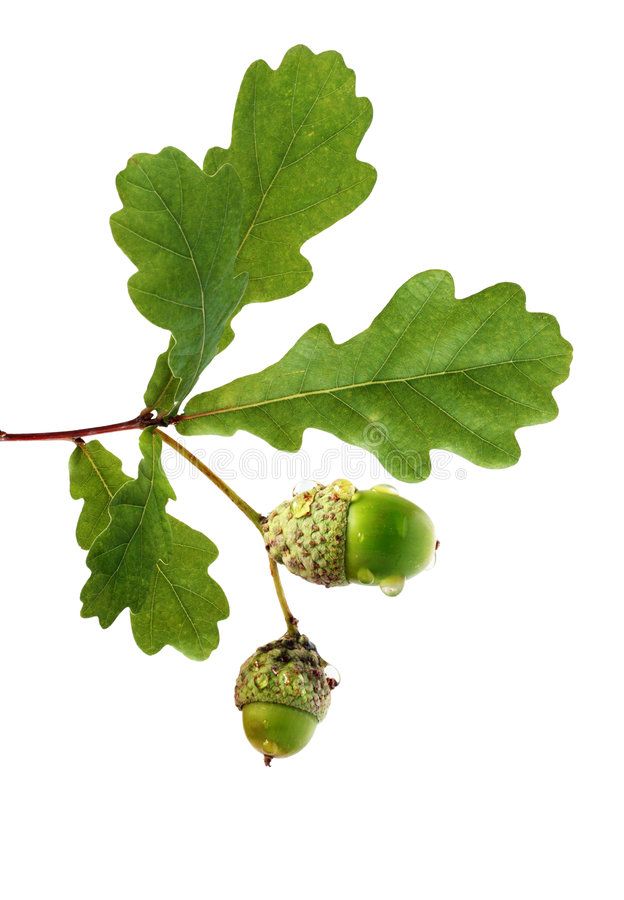 Oak Branch With Acorns Stock Image. Image Of Green, Isolated - 3236089