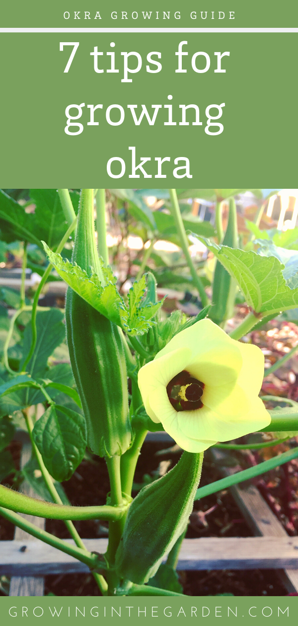 Okra Growing Guide