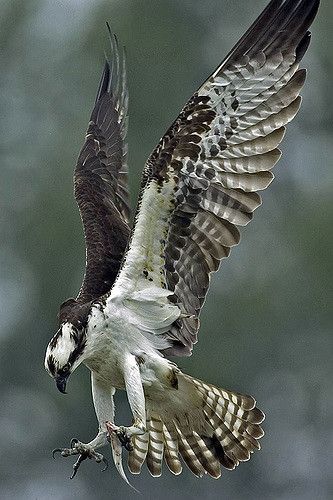 Osprey with snack