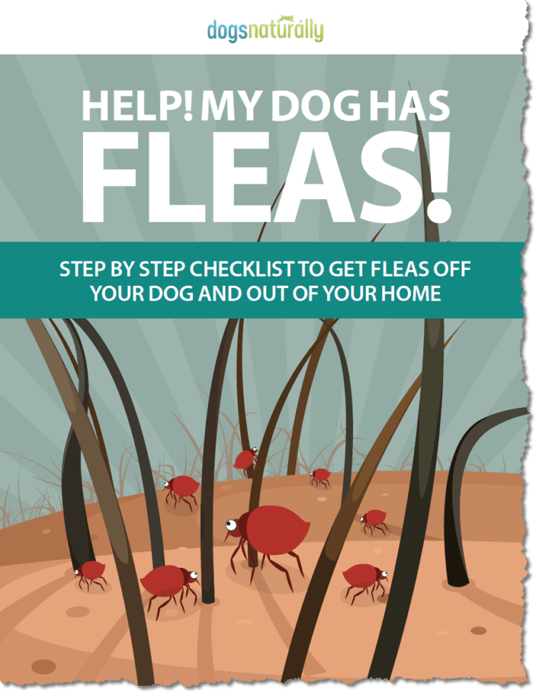 Our Best Home Remedies For Fleas Images