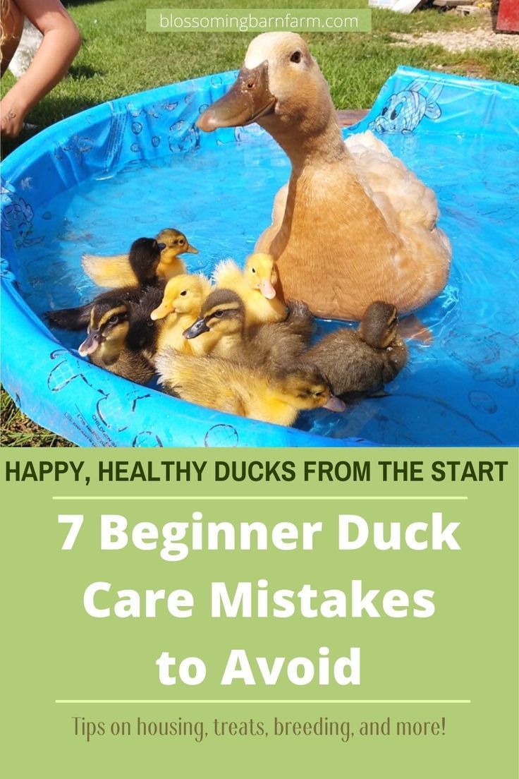 Own Happy Ducks Right Away- 7 Beginner Duck Care Mistakes to Avoid