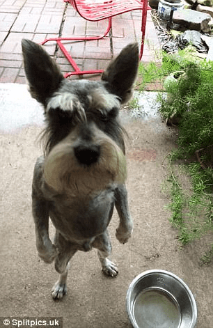 Owners share terrifying photos of their angry animals