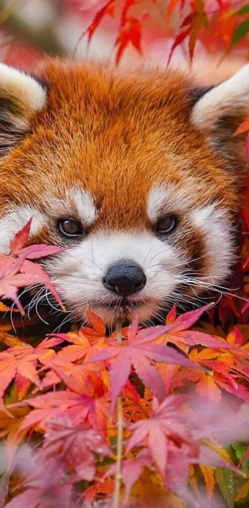 Phone Cute Animals Red Panda