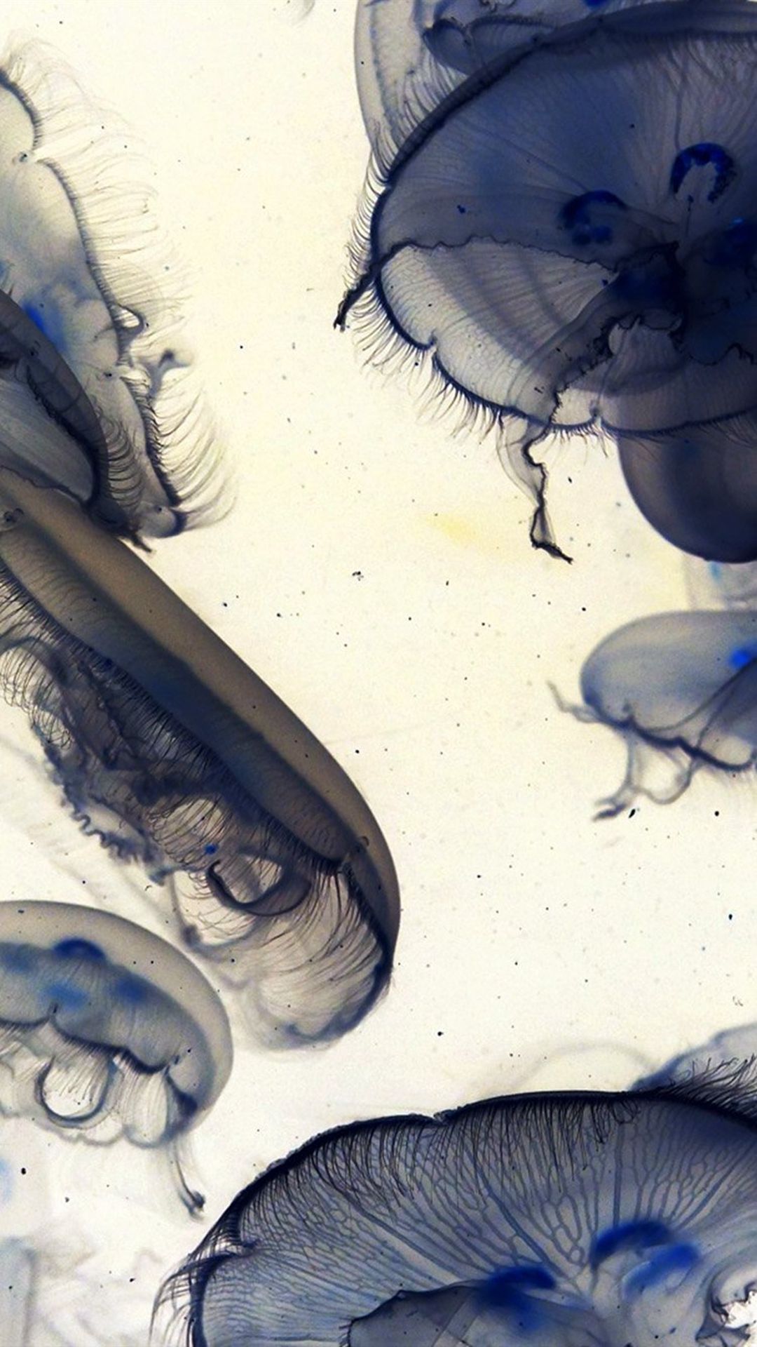 Pacific Jellyfish Ocean Sea Animal Nature White iPhone 8 ,