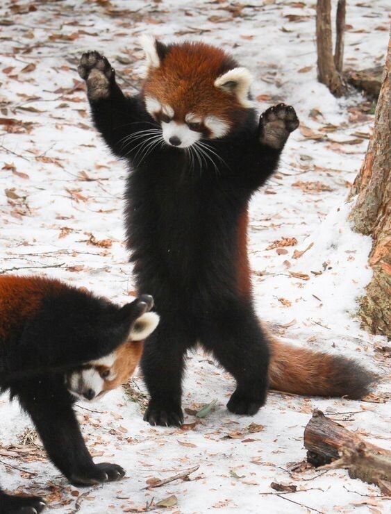 Panda-ora Box: a Collection Of Adorable Red Panda Pics