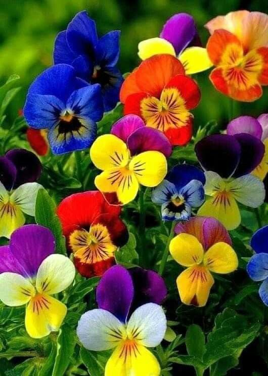 Pansies Care And Growing Guide Images