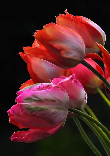 Parrot Tulips Images